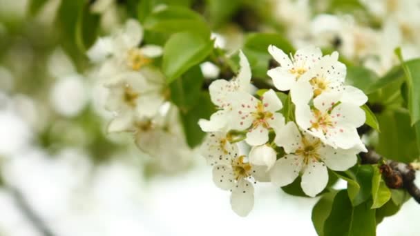 Flowering branch of pear tree swaying in the wind — Stock Video