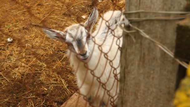 Small goat looking at the camera from behind a grid — Stock Video