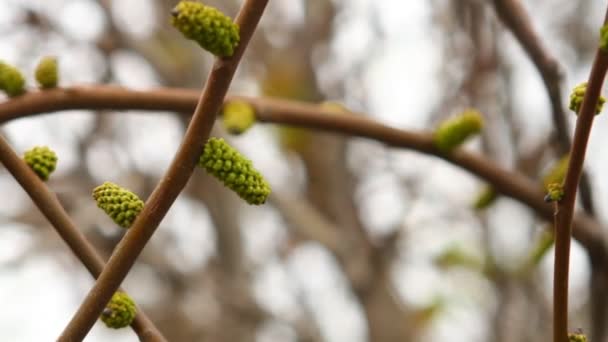 Hojas jóvenes en la rama avellana balanceándose en el viento — Vídeos de Stock