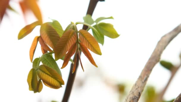 Foglie giovani sul ramo nocciola ondeggiante nel vento — Video Stock