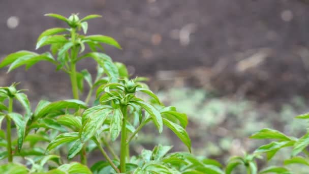 Knoppen op de bush peony zwaaiend in de wind — Stockvideo