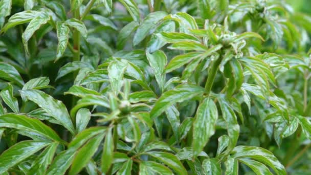 Buds on the bush peony swaying in the wind — Stock Video