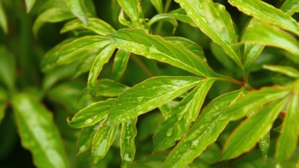 Buds on the bush peony swaying in the wind — Stock Video