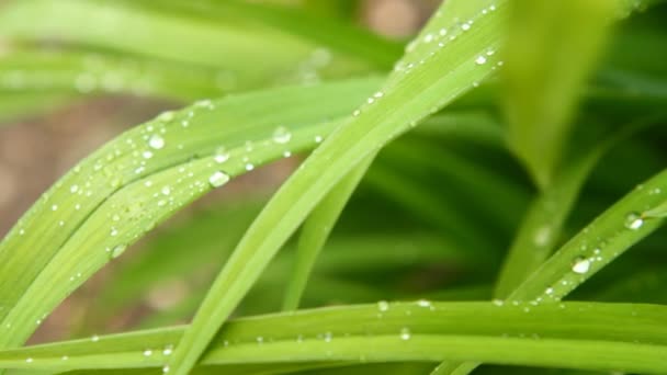 Gotas de orvalho nas folhas de grama balançando, close-up — Vídeo de Stock