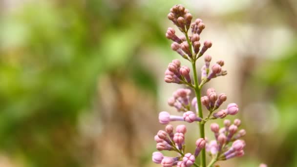 Floração lilás balançando no vento — Vídeo de Stock