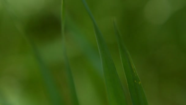 Hojas de hierba balanceándose en el viento, poca profundidad de campo — Vídeos de Stock