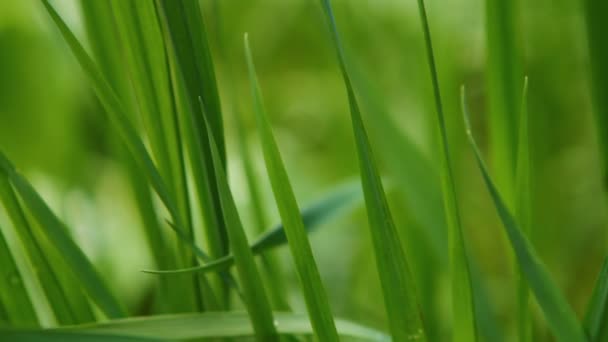 Лезвия травы, качающиеся на ветру, неглубокая глубина резкости — стоковое видео