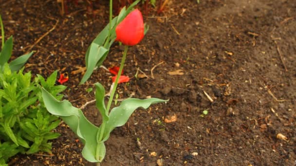 Тюльпаны в клумбе на ветру — стоковое видео
