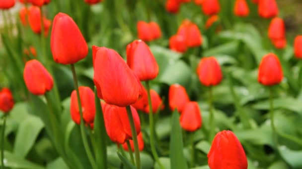 Tulips in a bed swaying in the wind — Stock Video