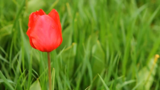 Tulipanes en una cama balanceándose en el viento — Vídeos de Stock