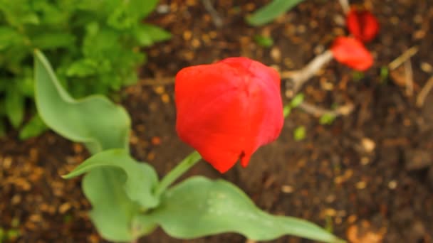 Tulipanes en una cama balanceándose en el viento — Vídeos de Stock