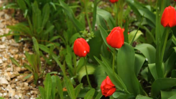 Tulipanes en una cama balanceándose en el viento — Vídeos de Stock