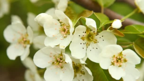 Bloeiende tak van de perenboom zwaaiend in de wind — Stockvideo