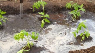 hortumla su genç domates fidesi