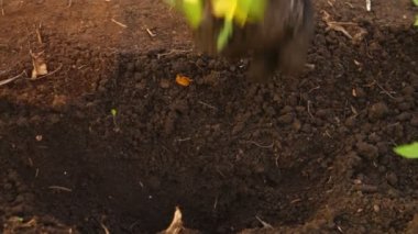 domates fidesi kadında Çiçeklik dikti