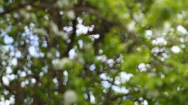 hafif lekeler bokeh arka plan