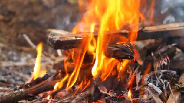 Combustion de poutres en bois, gros plan — Video