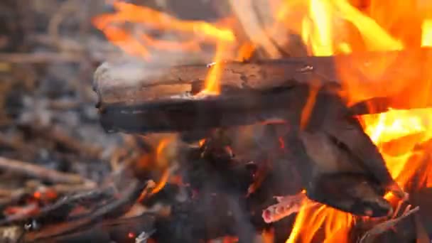 Combustion de poutres en bois, gros plan — Video