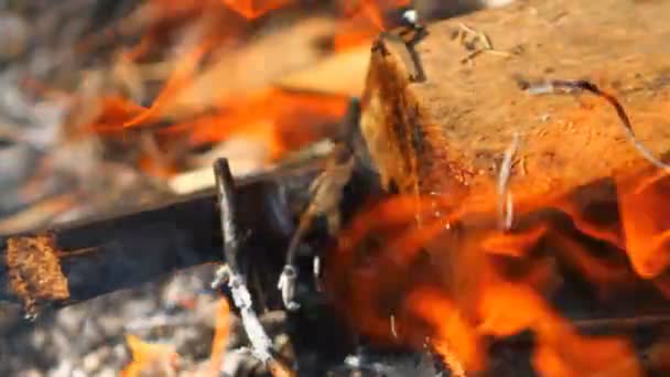 Bruciando travi di legno, primo piano — Video Stock