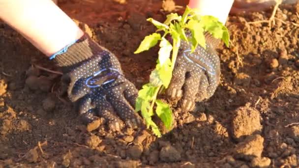 トマトの実生植物で女性が花壇に植えられています。 — ストック動画