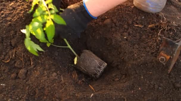 トマトの実生植物で女性が花壇に植えられています。 — ストック動画