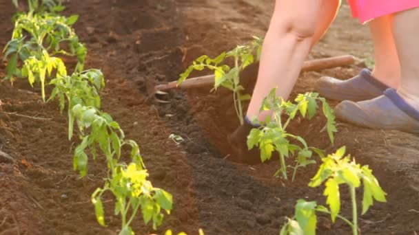 Mujer en plántulas de tomate se plantan macizo de flores — Vídeo de stock