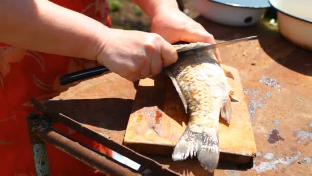 Mulher limpa o peixe fresco, close-up — Vídeo de Stock