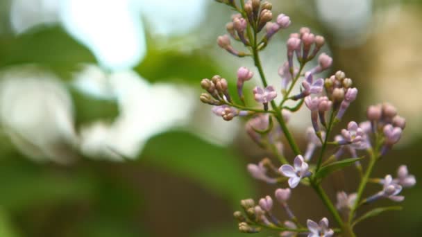 Floración lila balanceo en el viento, poca profundidad — Vídeos de Stock