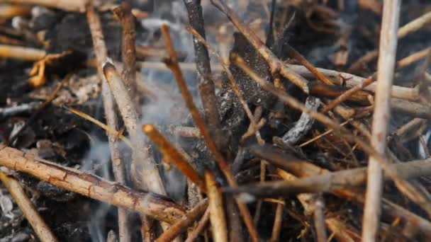 Καπνό που βγαίνει από κάτω από την ξηρά κλαδιά — Αρχείο Βίντεο