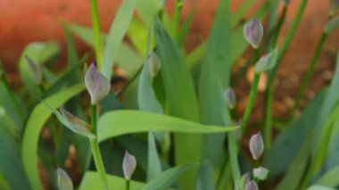 rüzgarda sallanan Iris unblown yakın çekim