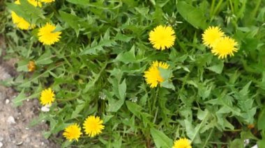 çok sarı karahindiba Rüzgar, üstten görünüm