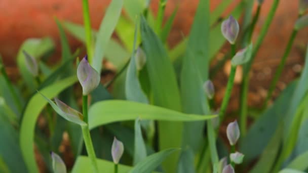 iris non soufflé se balançant dans le vent, gros plan 
