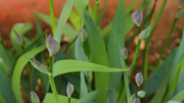 Unblown iris zwaaiend in de wind, close-up — Stockvideo