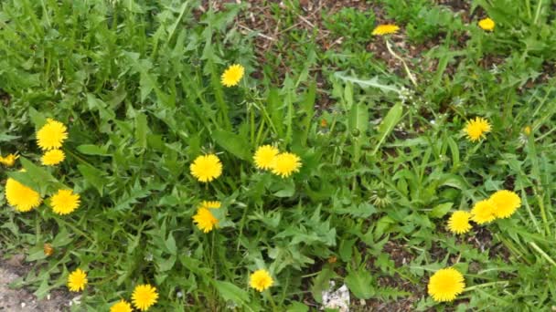 Muchos dientes de león amarillos en el viento, una vista superior — Vídeos de Stock