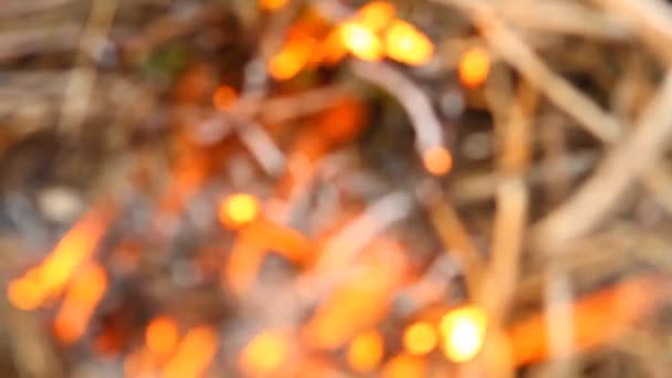 Лесной пожар в размытом виде — стоковое видео
