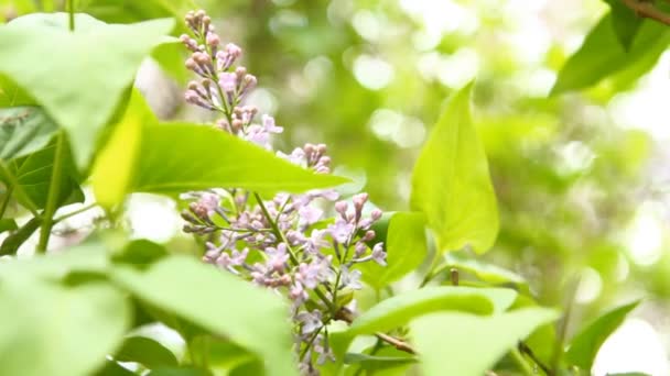 Floración lila balanceándose en el viento — Vídeos de Stock