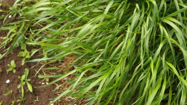 Grünes Gras wiegt sich im Wind — Stockvideo