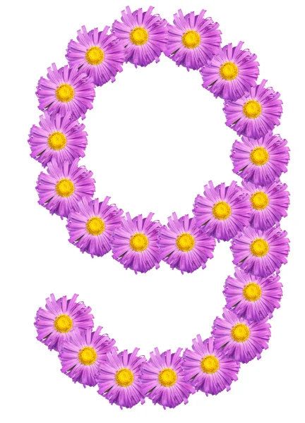 9-es számú áll őszirózsák színek-lila. Elszigetelt fehér bac — Stock Fotó