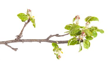 Çiçekli elma dalı. Küçük yaprak ve çiçek. izole
