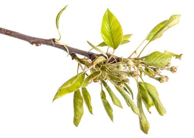 Armut çiçek açan dalı. Beyaz arka plan üzerinde izole