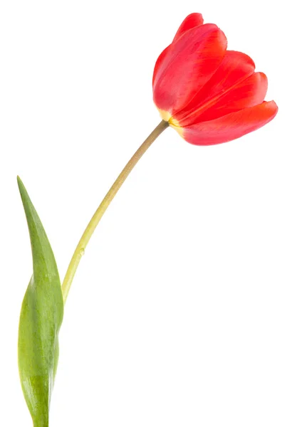 Червоний тюльпан. ізольовані на білому фоні — стокове фото