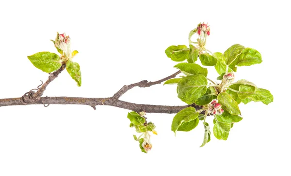 Ramo fiorito di mela. Le piccole foglie e fiori. isolare — Foto Stock