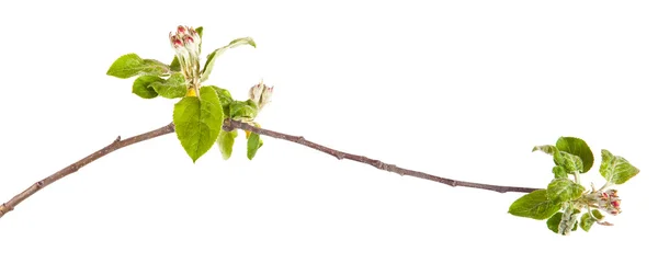 Flowering branch of apple. The small leaves and flowers. isolate — Stock Photo, Image