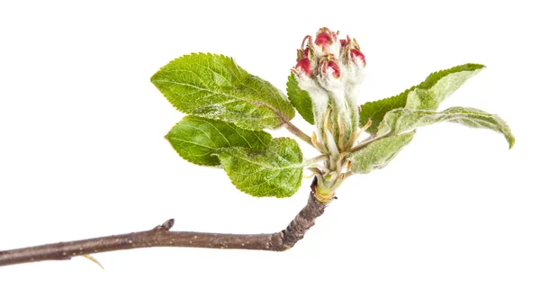 Flowering branch of apple. The small leaves and flowers. isolate — Stock Photo, Image