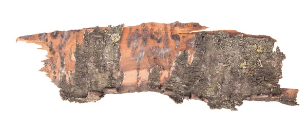 Piece of tree bark. Isolated on white background — Stock Photo, Image
