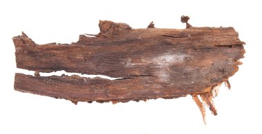 Beyaz arka plan üzerinde izole kabuk ağaç