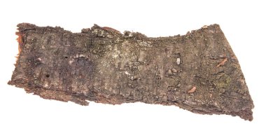 Beyaz arka plan üzerinde izole kabuk ağaç