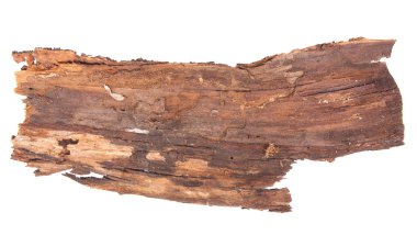 Beyaz arka plan üzerinde izole kabuk ağaç