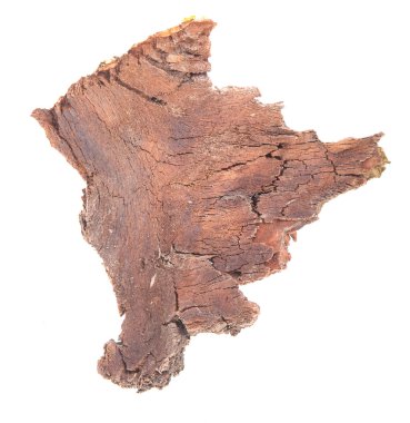 Beyaz arka plan üzerinde izole kabuk ağaç