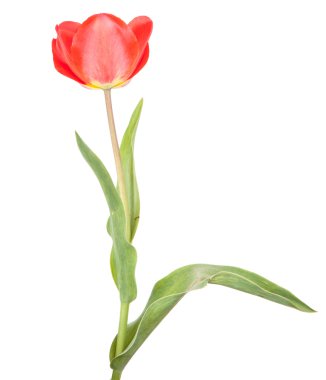 kırmızı lale. Beyaz arka plan üzerinde izole